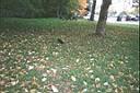 niagara-033.JPG